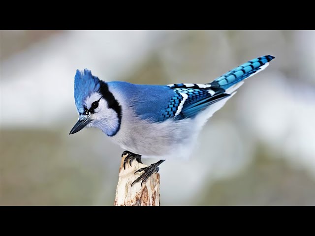 Blue Jays and Cardinals - Extreme Close-Up 