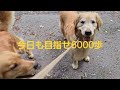 幽霊草を見て雨に降られてもゴールデンレトリバーはご機嫌、私は意気消沈