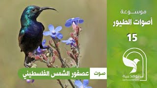 صوت عصفور الشمس الفلسطيني تمير فلسطيني  Palestine sunbird singing