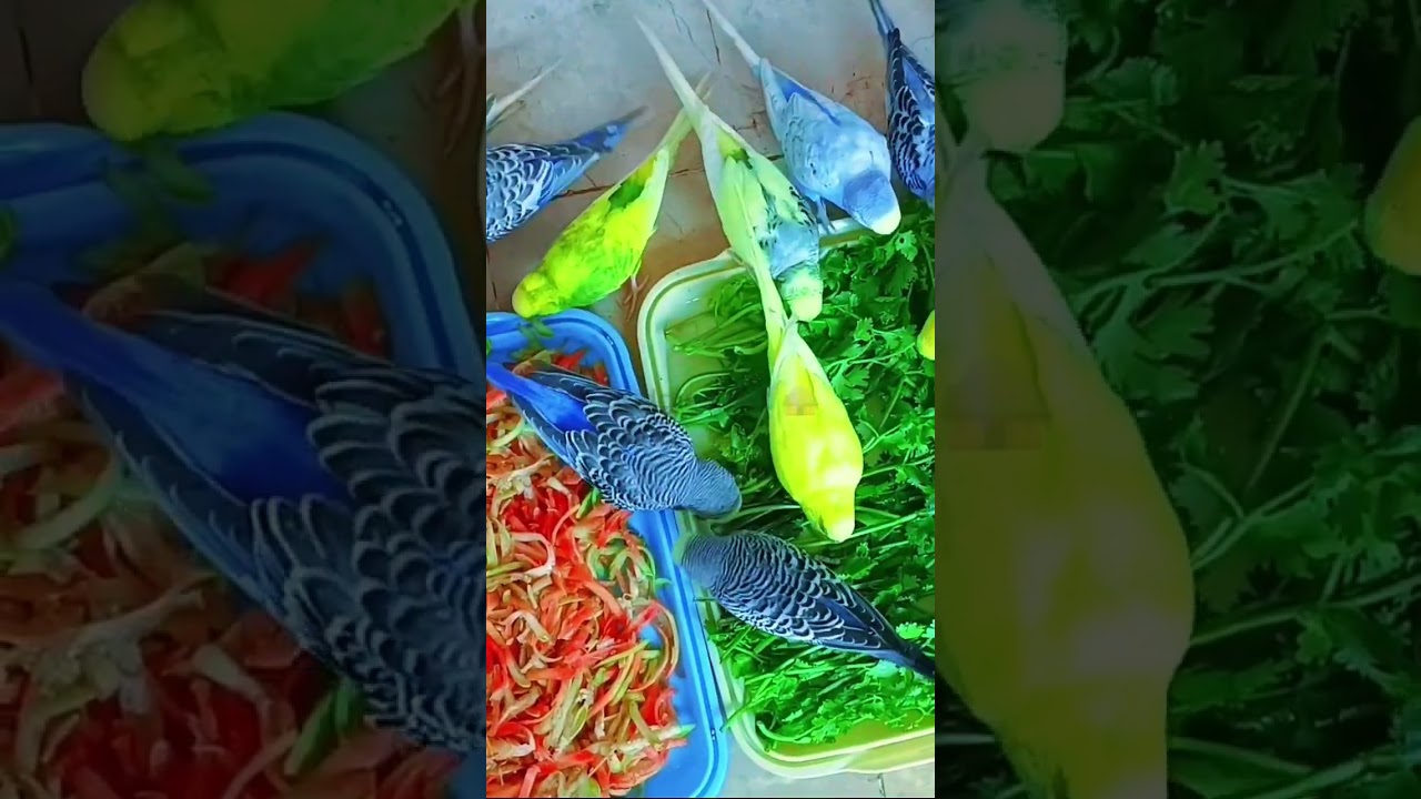 #PetBirdsForBeginners