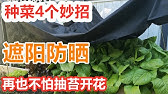 冬季气温回升 农村晚熟白菜提前抽苔 每年轻松亩产00斤菜苔 Youtube