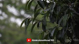 Абдурахман Масад Успокаивающее Чтение, Душевный Покой | Abdulrahman Mosad 9li9 | عبد الرحمن مسعد