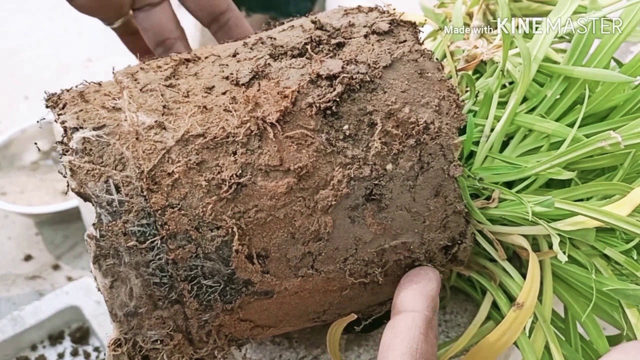 how to Repott your dianthus plant || saving from aunts and root rotting ...