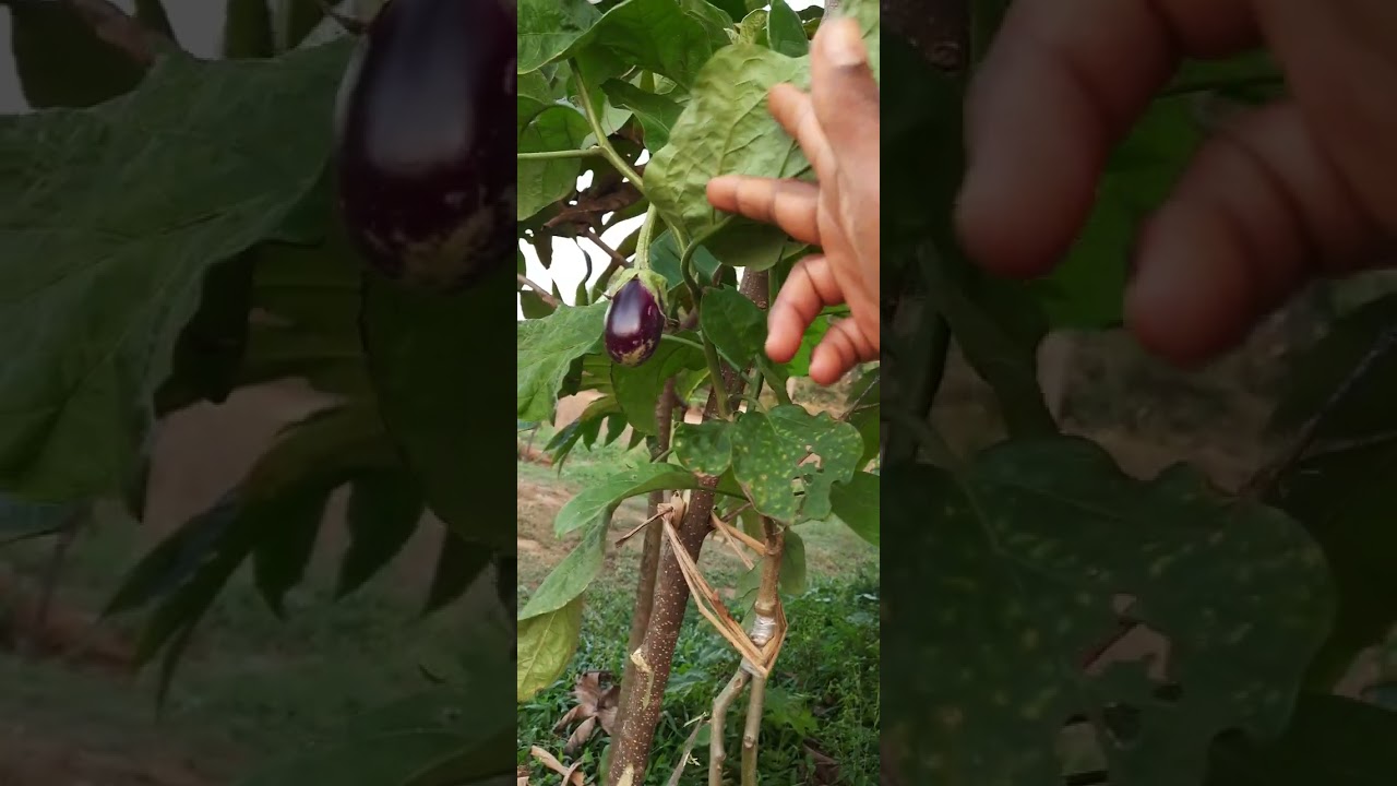 Double rootstock of turkey berry plant grafted brinjal plant|sky grafting