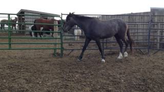 E 2012 Filly For Sale Left Side Walking