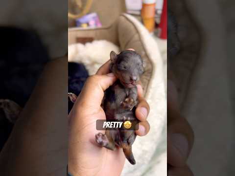 She’s so PRETTY! #puppy #cutepuppy #toypoodle #merlepoodle #pets #poodlebreeder #shorts