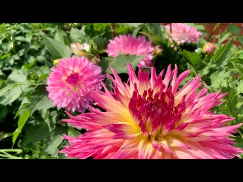 Video: Khi nào và làm thế nào để trồng Dahlias bằng củ trên bãi đất trống vào mùa xuân