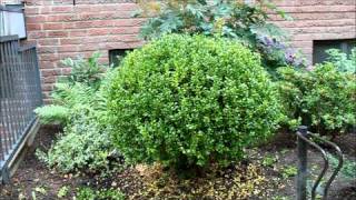 bonsai welcher dnger Purgrn Bonsai-Dnger 1 Liter