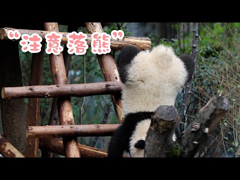 《熊貓早晚安》一次略顯尷尬的後空翻嘗試 | iPanda熊貓頻道