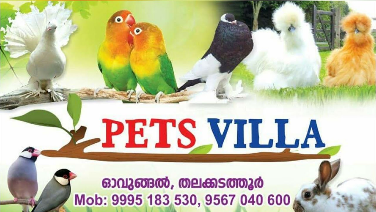 പറവ,ഗപ്പി, കോഴി,മുയൽ,  ഇവയെല്ലാം ലഭിക്കാനായി pets villa thirur