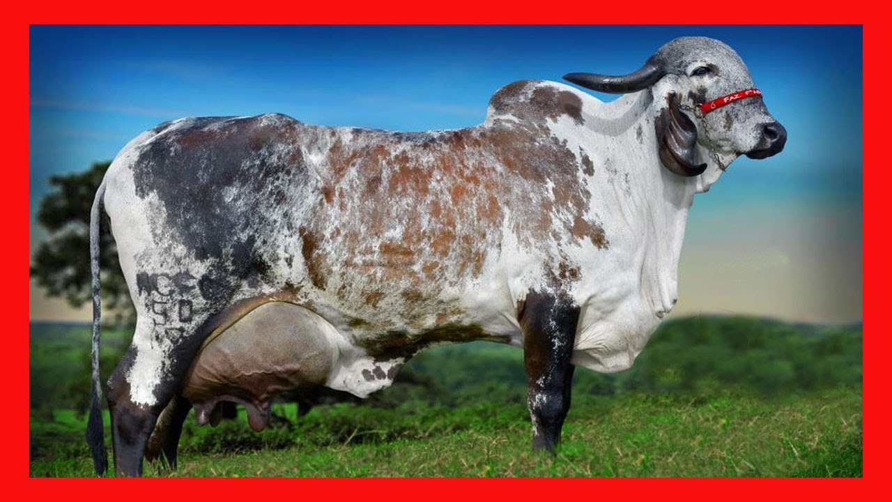 Cetosis en vacas lecheras