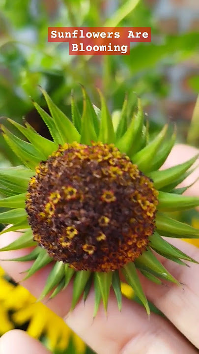 सूरज मुखी 💚 #shorts #sunflower #garden