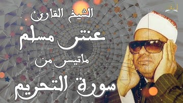 الشيخ عنتر مسلم سورة  التحريم