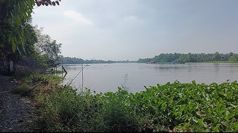 Câu một loài cá không biết tên ở sông Vàm Cỏ Đông