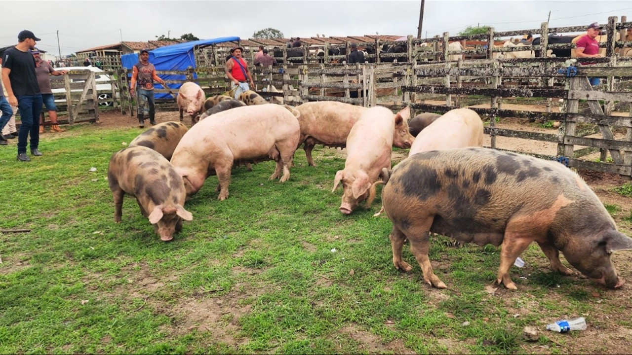 FEIRA DE SUÍNOS EM CAPOEIRAS-PE  06-03-2026 #nordeste