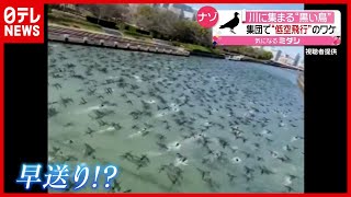 怪奇現象？ 川に集まる“黒い鳥” 集団で低空飛行のワケ　愛知・名古屋（2021年3月9日放送「news every.」より）