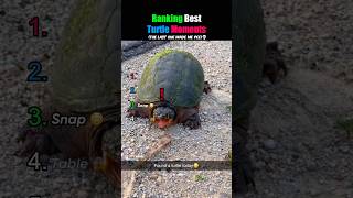 Ranking Best Turtle Moments๐ข