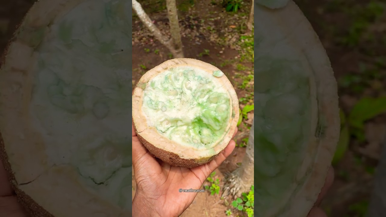 நிறம் மாறும் நாகலிங்க காய்!