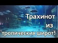 Трахинот из тропических широт! Тупорылый помпано или тупорылый трахинот