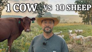 1 Cow vs 10 Sheep: Which Makes More Money on a Small Ranch?
