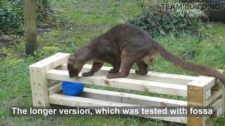 Scent based ball-in-a-frame enrichment for small carnivores - Two hour team build