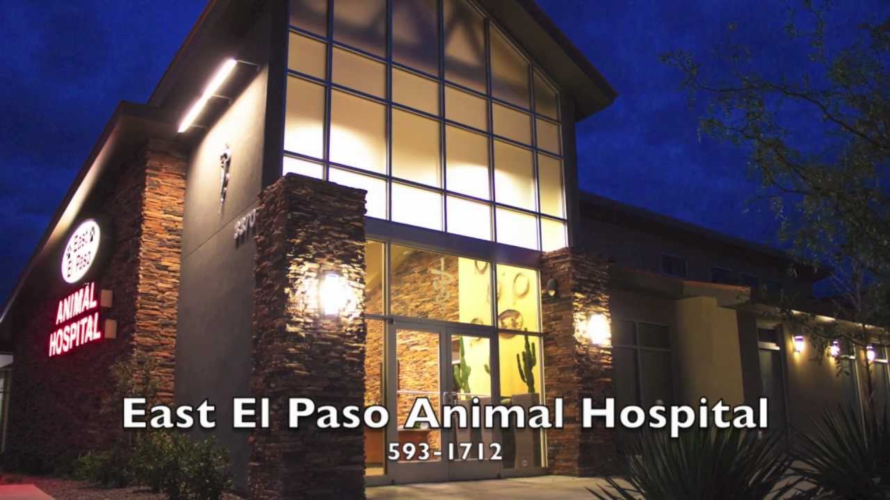 East El Paso Animal Hospital YouTube