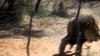 Leeu wat wag vir kos Harnas Namibië Julie 2011