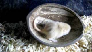 Gerbil pups, 3 weeks old