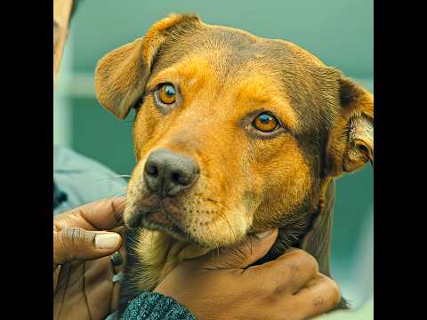 After all this pain she find her owner 😭 | ft. @eminmusicofficial ~ Kamin ✨ | #shorts