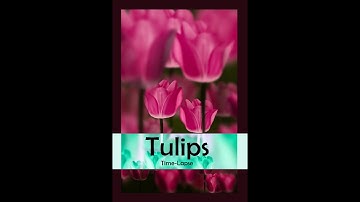 ProCreate | Digital Art | Tulips | Time-lapse