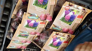 The Garden Gurus - Garden Express Spring Bulb Collection