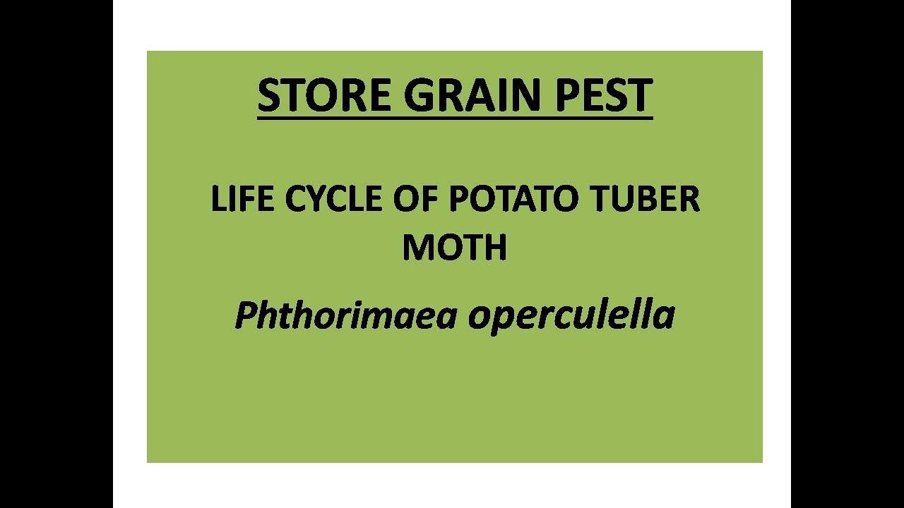 Life cycle of Potato tuber moth YouTube