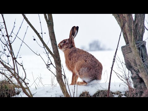 Охота на зайца в СНЕГОПАД, а потом на ПЕРВЫЙ ЛД. Тропление зайца по свежему снегу.