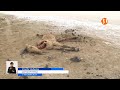 Атырау облысында шаруалардың жиған-терген малы судың жоқтығынан қырылып жатыр
