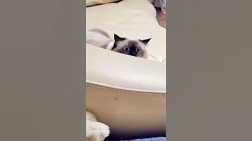 Почему кошка долго смотрит в одну точку 😳