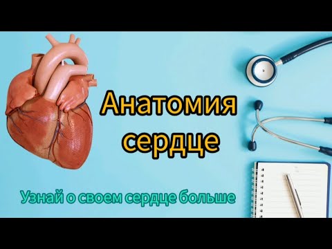 Анатомия сердце❤️ в целом.
