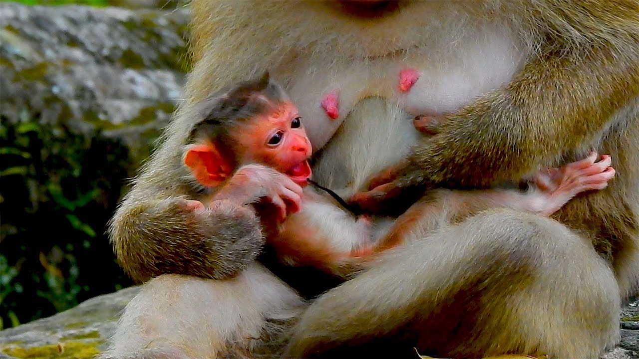 Special news! Monkey Rose trying to have new pigtail baby seriously​​​ it is a female or a male.