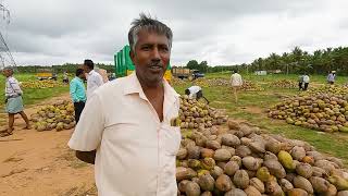 Coconut trader Kittappa Bellavi selling 1 lakh coconuts