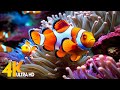 Aquarium 4k ultra  beautiful coral reef fish  relaxing sleep meditation music 72
