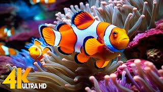 Aquarium 4K VIDEO (ULTRA HD) 🐠 Beautiful Coral Reef Fish - Relaxing Sleep Meditation Music #72