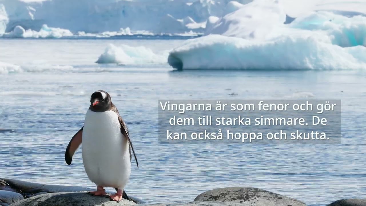 10 saker du inte visste om pingviner