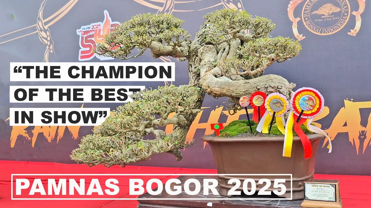 JUARA DI PAMERAN BONSAI NASIONAL, BOGOR 2025 PPBI