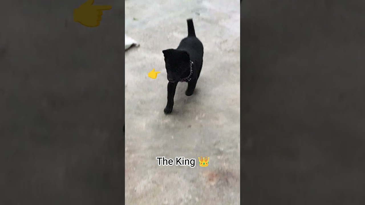 Cute + Attitude = King Vibes 🔥