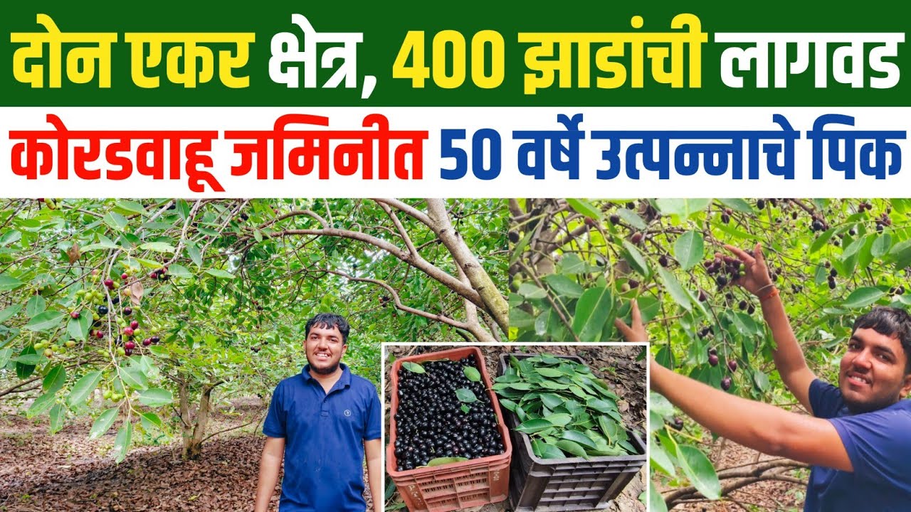 दोन एकर क्षेत्रात 400 झाडे, कोरडवाहू जमिनीत घेतले दहा लाखांचे उत्पन्न! Jambhul Sheti Maharashtra