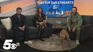 Shelter Sweethearts: Meet Football from Big Paws of the Ozarks