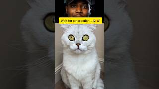 wait cat Funny reaction 🤣🤣#cat #animals #cats