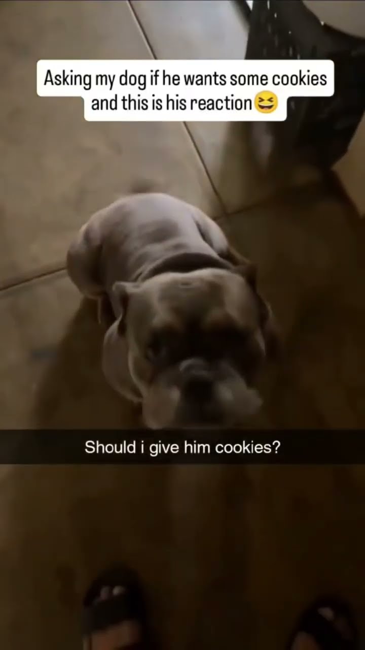 Doggyo like pls let me have some bookies