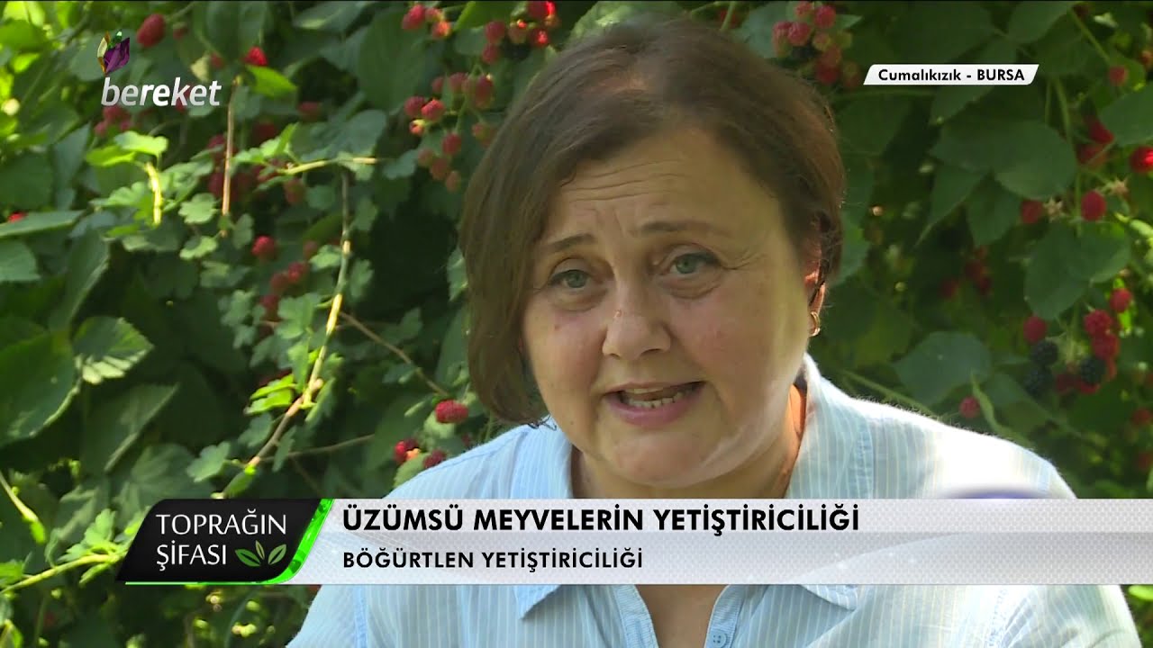 Toprağın Şifası - Üzümsü Meyvelerin Şifası ve Yetiştiriciliği