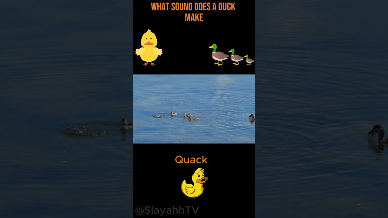 What Sound Does a Duck Make? 🦆 Quack! Animal Sounds for Kids 