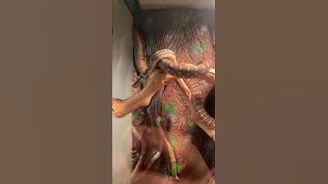 Morelia Bredli Python - Kylo just perching on a branch.